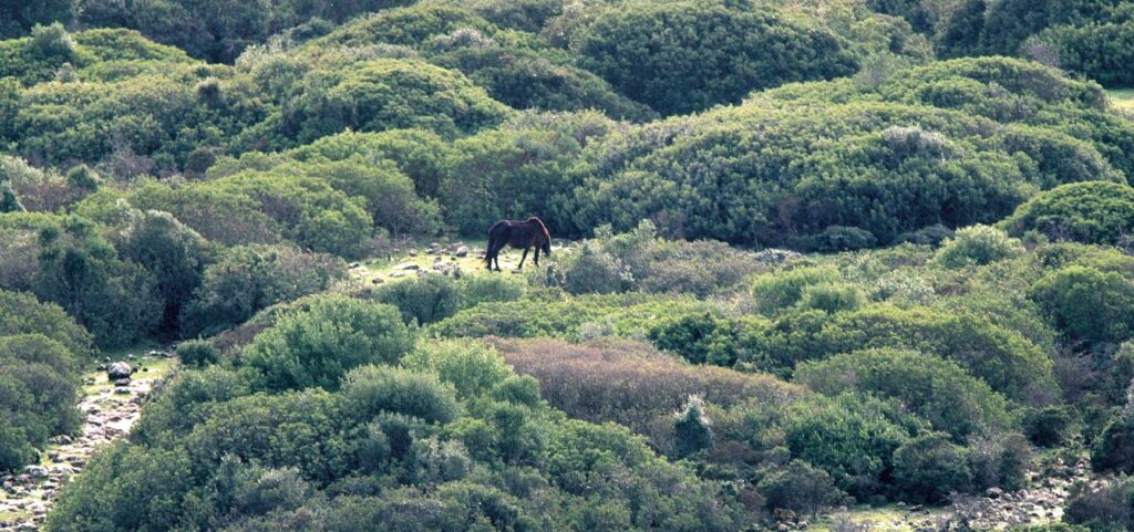 Patches And Garrigues, Meadows And Grasslands
