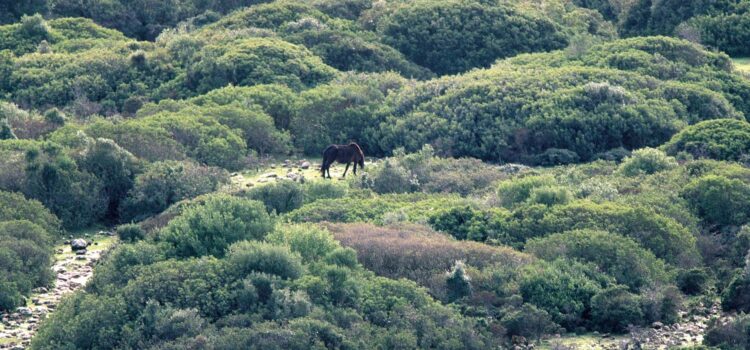 Patches And Garrigues, Meadows And Grasslands