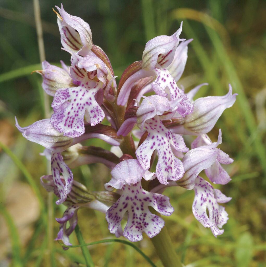 The Botanical Features