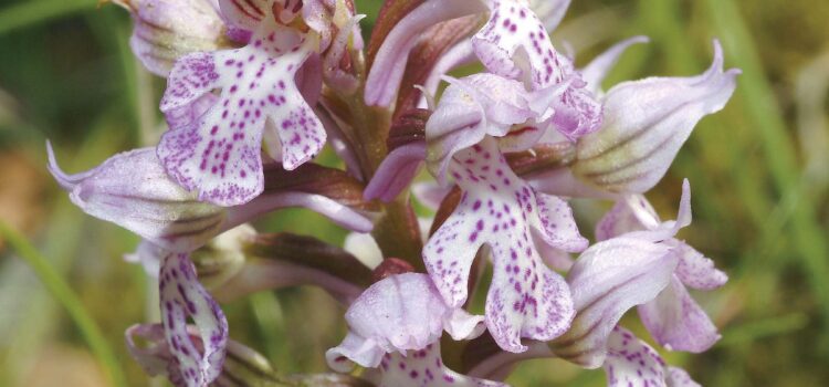 The Botanical Features