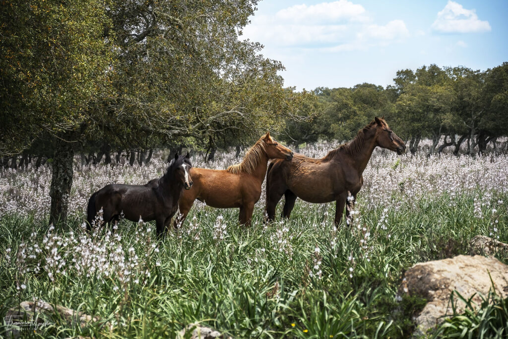 Giara Wild Horses