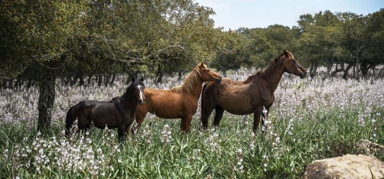 Giara Wild Horses