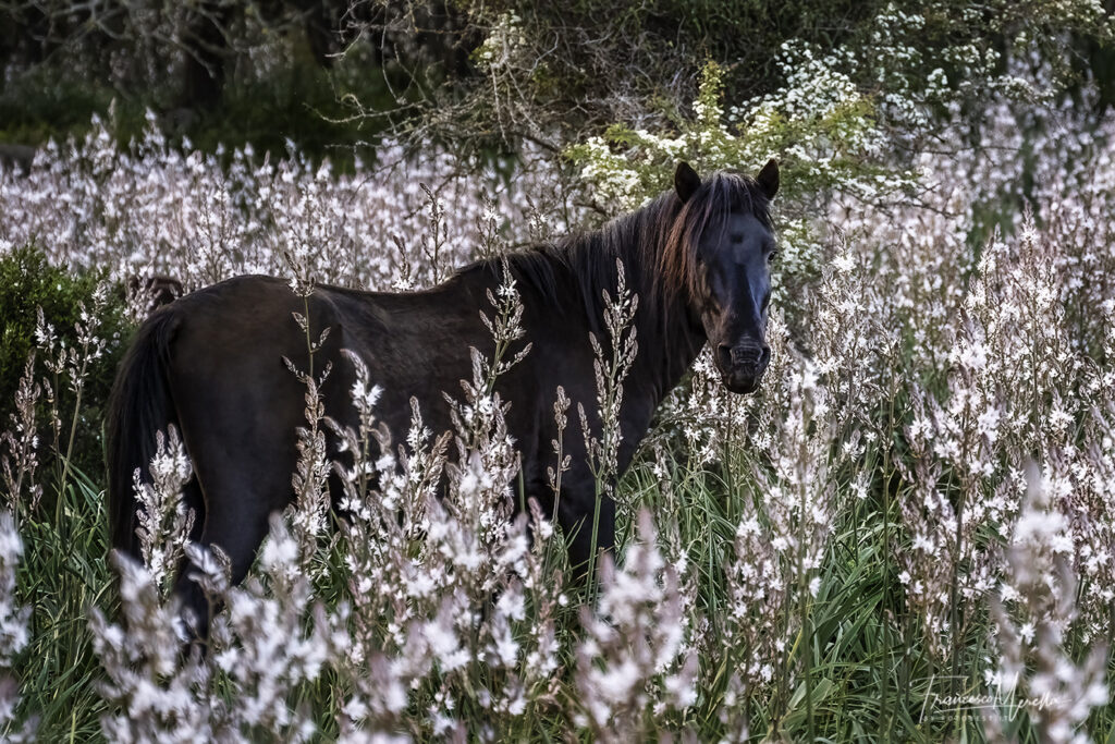 The Wild Horses of the Giara