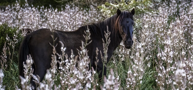 The Wild Horses of the Giara