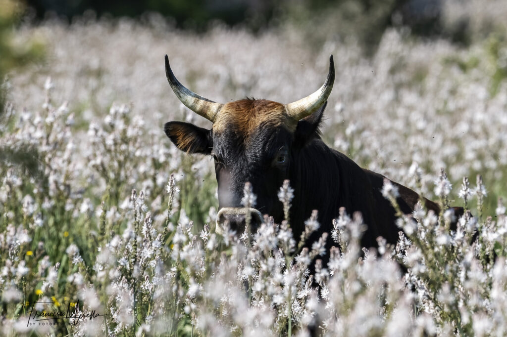 Agriculture And Farming