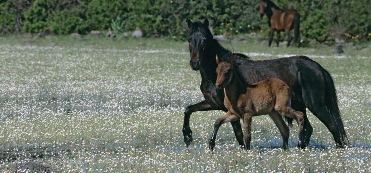 The Giara of the Senses The Giara of the Senses